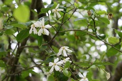 Gardenia gummifera